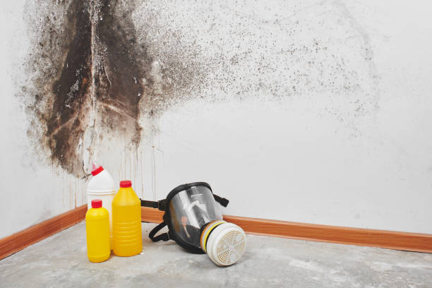Best Best Mold Removal Companies  in Stevenson, WA