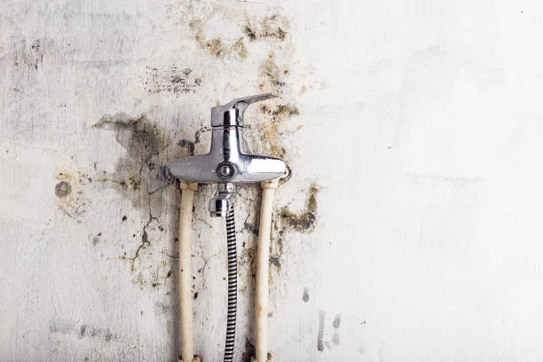 Best Emergency Mold Removal  in Stevenson, WA
