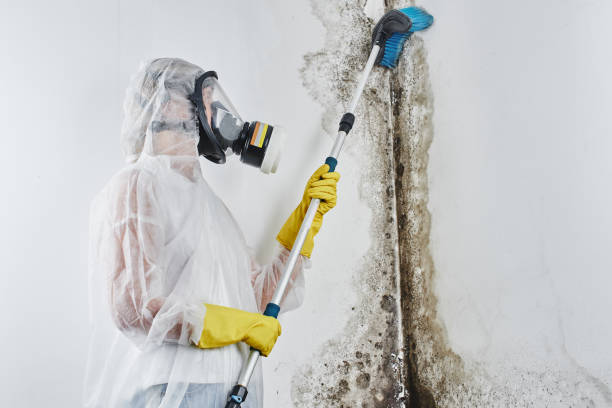 Best Crawl Space Mold Removal  in Stevenson, WA