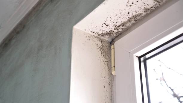 Best Attic Mold Removal  in Stevenson, WA