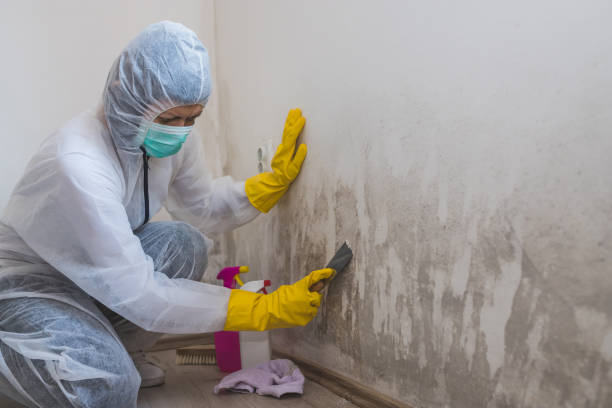 Best Local Mold Removal Service  in Stevenson, WA