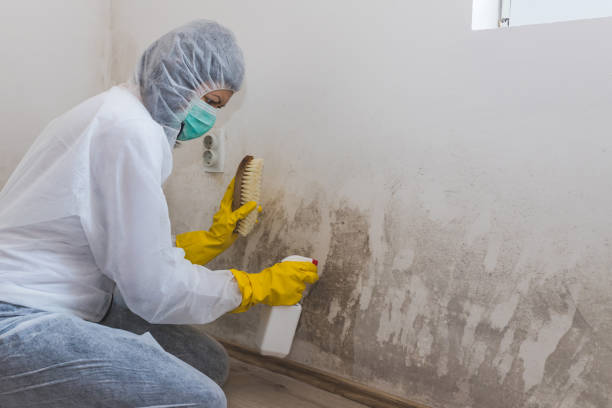 Best Professional Mold Removal  in Stevenson, WA