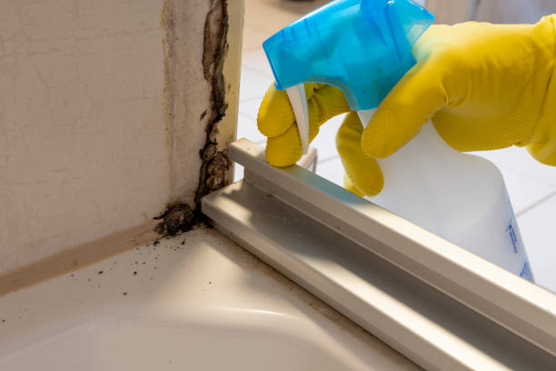 Best Mold Remediation  in Stevenson, WA