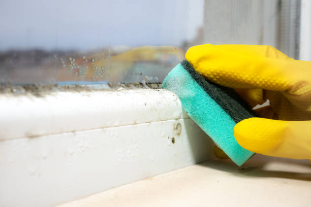 Best Local Mold Removal Service  in Stevenson, WA