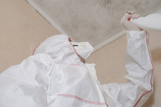 Best Mold Removal Near Me  in Stevenson, WA
