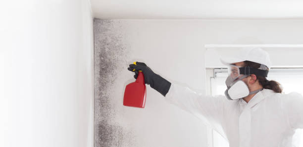 Best Professional Mold Removal  in Stevenson, WA