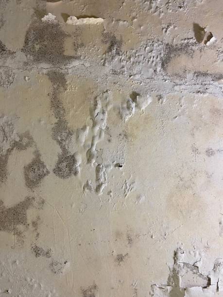 Best Toxic Mold Removal  in Stevenson, WA