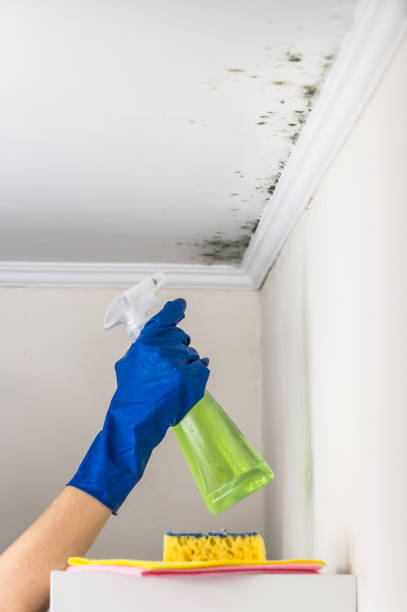 Best Water Damage Restoration  in Stevenson, WA
